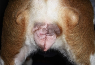 3vulveoestrus
